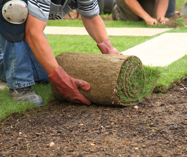 Sod Installation